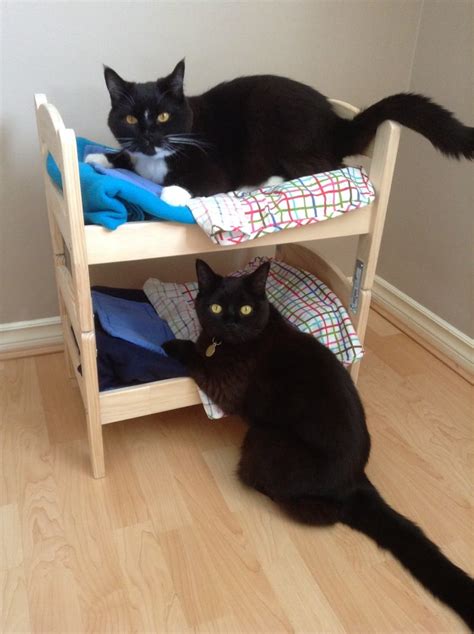 Turn IKEA doll beds into an adorable cat bunk bed - IKEA Hackers