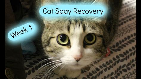 Cat Spay Recovery Week 1! - AnimalPetLover6 - YouTube