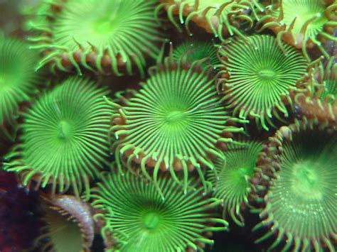 Palytoxin from Palythoa zoanthids is really, REALLY dangerous | Reef ...