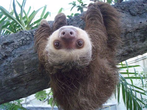 File:Two toed sloth.JPG - Wikimedia Commons