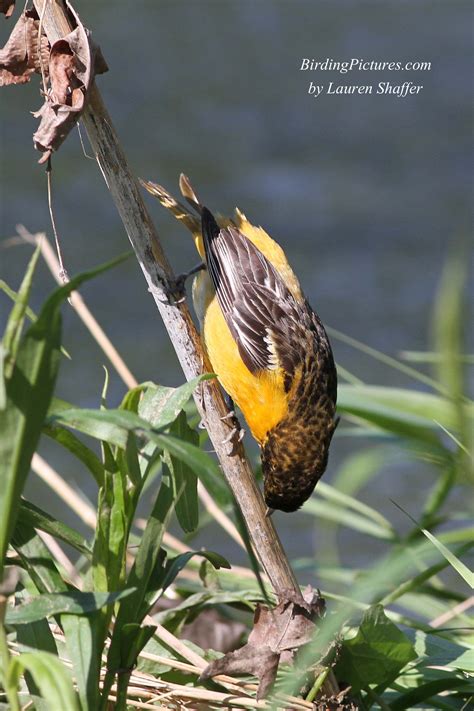 Baltimore Oriole Nest | Birding Pictures