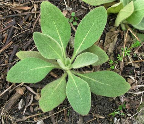 Common mullein | Integrated Crop Management