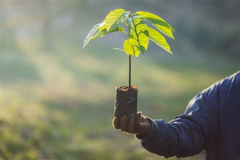 Trees as Global Saviours - Debate Continues