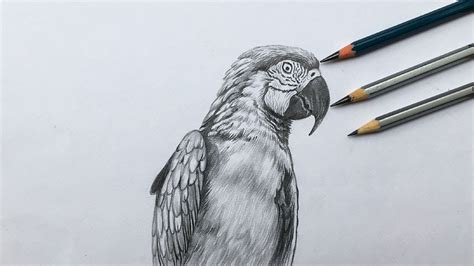 Update 76+ macaw parrot sketch super hot - seven.edu.vn