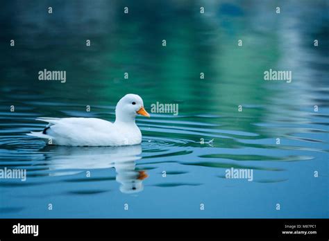 White Duck swimming Stock Photo - Alamy