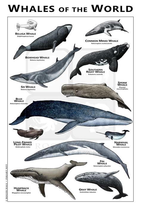 Whales of the World Poster/field Guide - Etsy