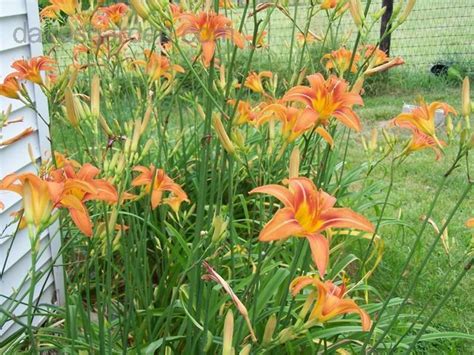 Edible Daylily Hemerocallis fulva Fresh Herbs Perennial Bulb | Etsy