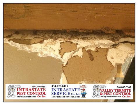 Termite Damage To Drywall! - Intrastate Services