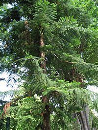 Araucaria columnaris - Wikipedia, the free encyclopedia | Plants, Home ...