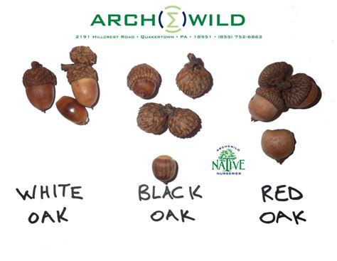 White Black Red Oak Acorn Identification - ArcheWild - Architects of ...