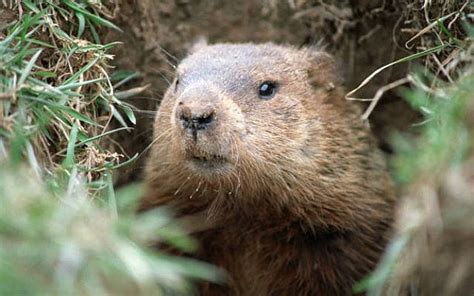 The Blogs: Groundhog Day, Jewish-style | Seth Goren | The Times of Israel