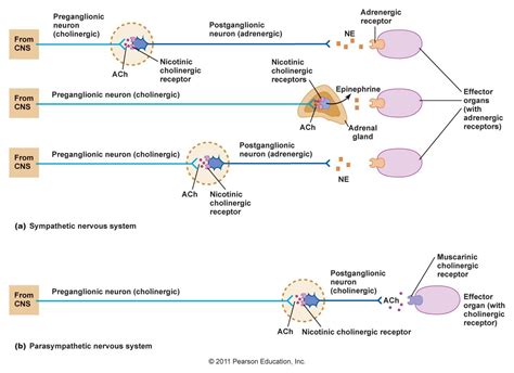 Autonomic Receptors | Nursing school survival, Autonomic nervous system ...