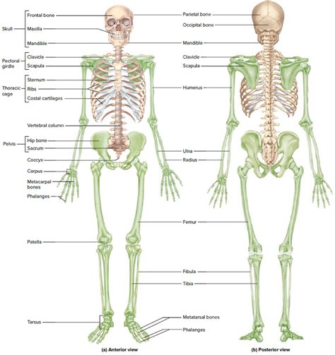 Human Skeleton - Skeletal System Function, Human Bones