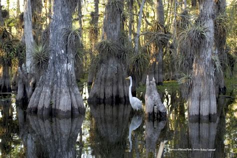 America's Everglades is in Hot Water - Endangered Species Coalition