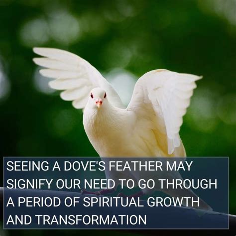 Dove Feather Meaning: What Does Finding One Mean?