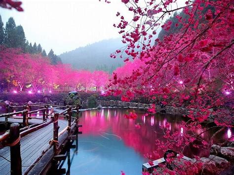 Sakura Lake, sakura, garden, nature, pink, lake, cherry blossom, HD ...