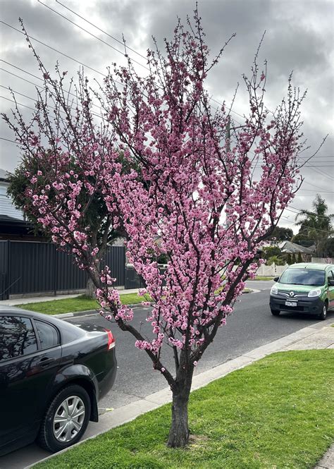 Prunus x blireana 'Pink Plum Blossom' 16" Pot - Hello Hello Plants