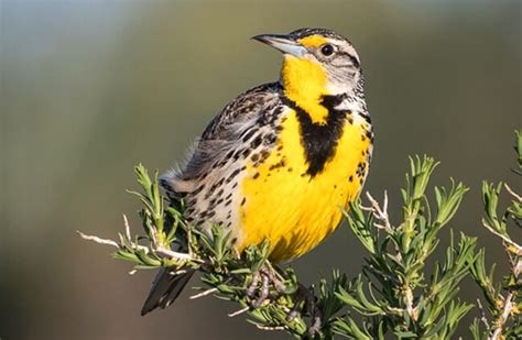 Meadowlark - Description, Habitat, Image, Diet, and Interesting Facts