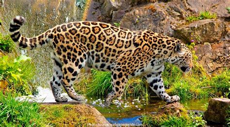 Interesting facts about jaguars | Just Fun Facts