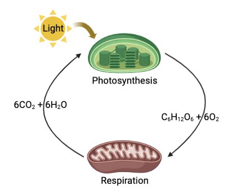 Differences and Similarities between Photosynthesis and Respiration