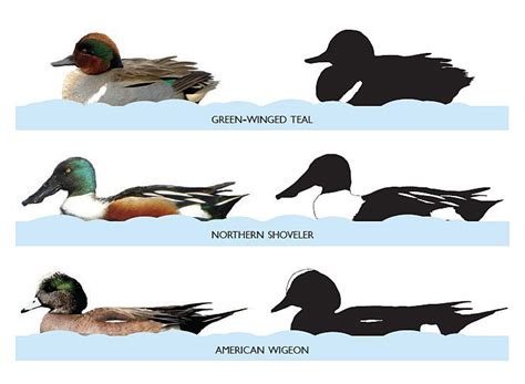 Duck Species Identification Chart | Labb by AG