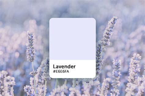 Lavender Color Explained: Color Codes, Similar Shades, and Symbolism ...