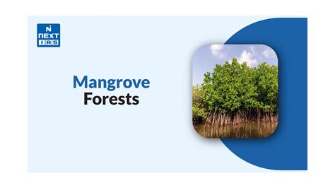 Mangrove Forests: Characteristics, Threats, & Solutions