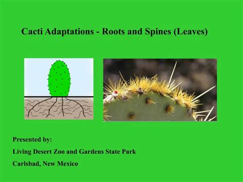 PPT - Cacti Adaptations - Roots and Spines Leaves PowerPoint ...