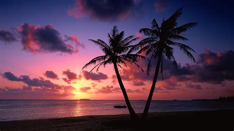 palms, purple sky, 4K, seashore, palm trees, evening, sunset, beach ...