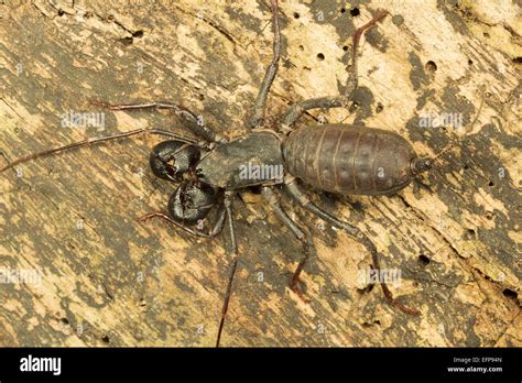 Whip tail scorpion, Labochirus sp., Jampui hills, Tripura Stock Photo ...