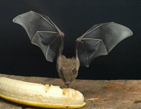 haha bat eating a banana :) | コウモリ, 哺乳類, 動物