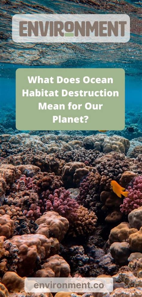 What Does Ocean Habitat Destruction Mean? | Environment.co