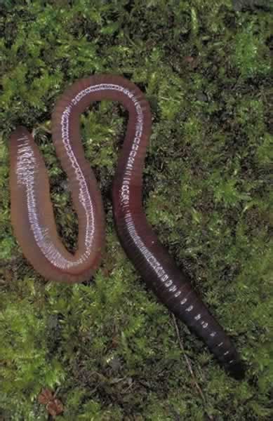 Annelida - Segmented Worms | Wildlife Journal Junior