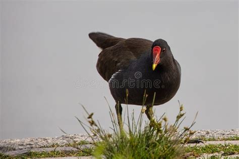 Black Common Moorhen in Its Natural Habitat Stock Photo - Image of ...