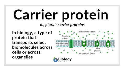 Carrier protein Definition and Examples - Biology Online Dictionary