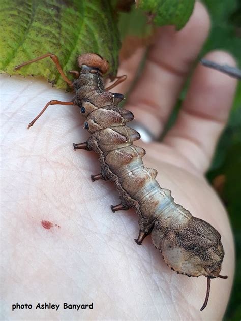 Lobster Moth and caterpillar (Stauropus fagi) | Wildlife Insight