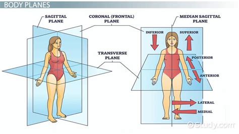 Thigh Anatomy Transverse Plane