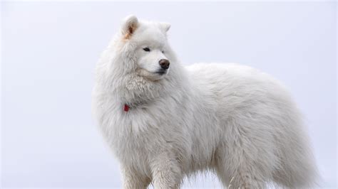 Download Big White Fluffy Samoyed HD wallpaper for 4K 3840 x 2160 ...