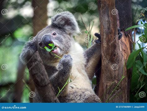 Koala Eating Eucalyptus Leaves. Stock Image - Image of wildlife ...