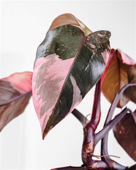 Pink Princess Philodendron Care Guide | Just Houseplants