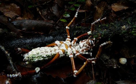 Beauveria bassiana on a Weta | Mushroom hunter, Cordyceps, Creepy crawlies