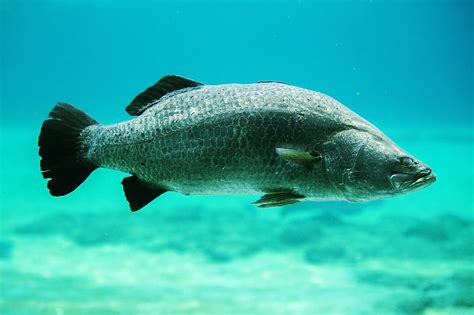 Barramundi | Description, Habitat, Taste, & Facts | Britannica