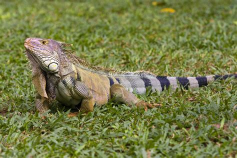 La iguana, un tesoro nacional en peligro de extinción - México Desconocido