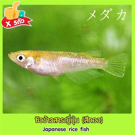 เมดากะ ปลาซิวข้าวสารญี่ปุ่น (Japanese rice fish) สีทอง ปลาตู้ไม้น้ำ สี ...