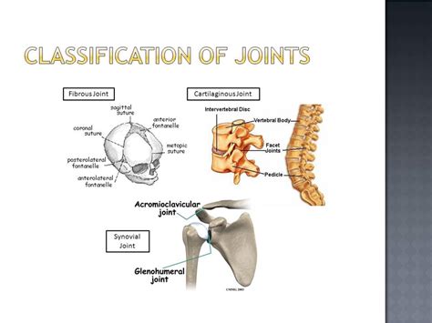 Classification of Joints - Online Biology Notes