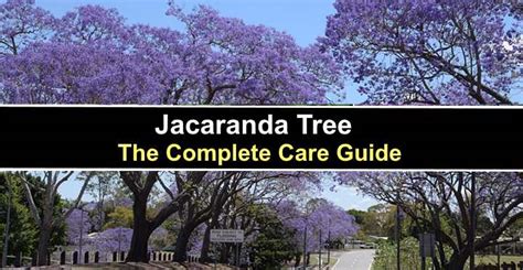 Jacaranda Tree: Flowers, Leaves (With Pictures) - Care and Identification