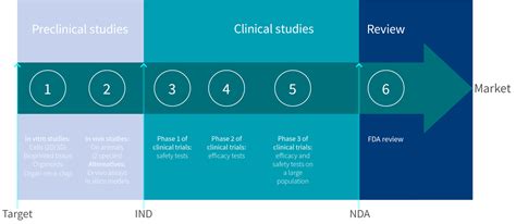 Drug Development Process Timeline