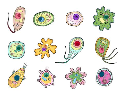 Protista, protozoa or amoeba microorganism cells 17127599 Vector Art at ...