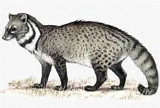 Become Ecologically Friendly: Malabar Large Spotted Civet