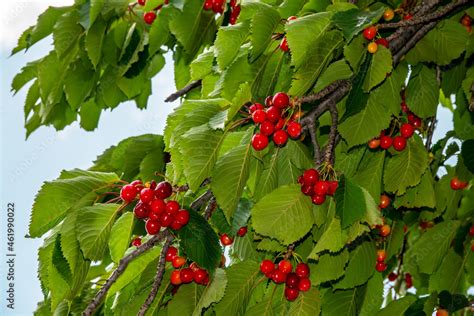 The fruit of the cherry tree among its leaves Stock Photo | Adobe Stock